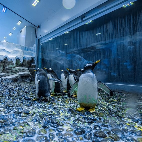 Dubai Aquarium & Underwater Zoo - Penguin Encounter Recently Added Experiences