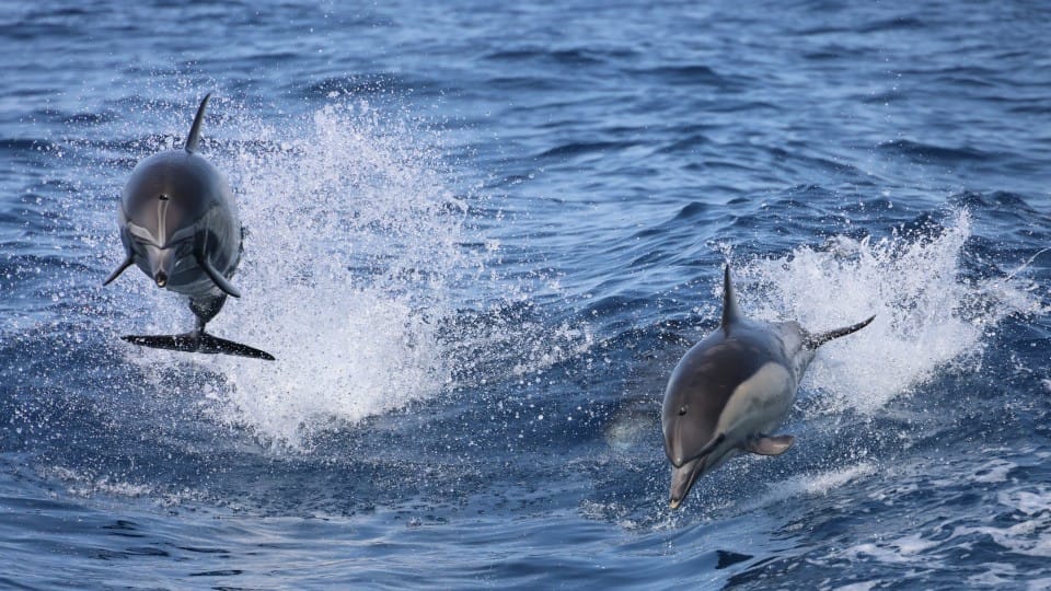 Dolphins Watching & Snorkeling - Sightseeing and Tours