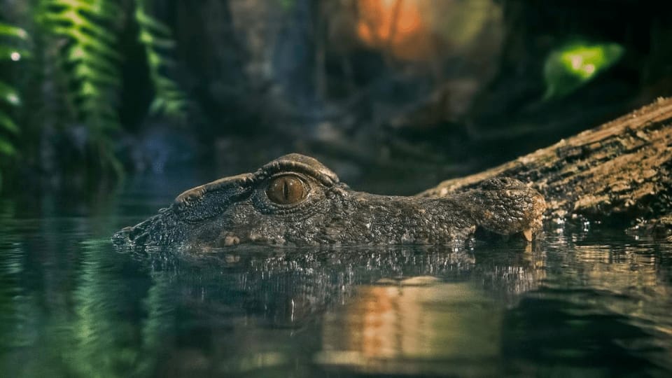 Dubai Aquarium & Underwater Zoo - King Crock Encounter - Recently Added Experiences