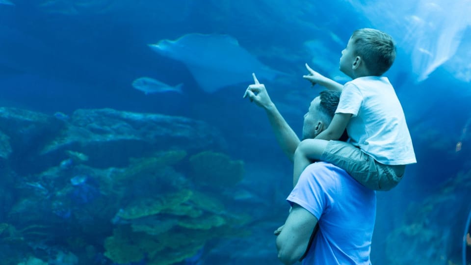 Dubai Aquarium & Underwater Zoo - Ray Encounter - Experiences