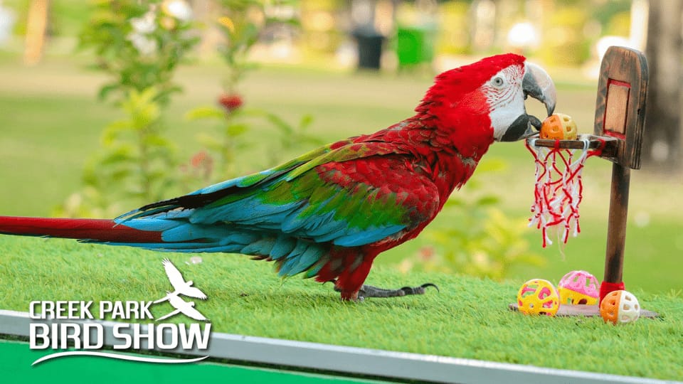Exotic Bird Show - Dubai Dolphinarium - Dubai Dolphinarium