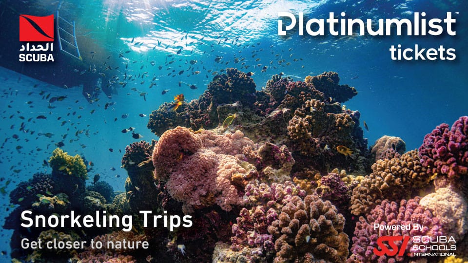 Snorkeling Daily Trips in Jeddah - Attractions Special Offers